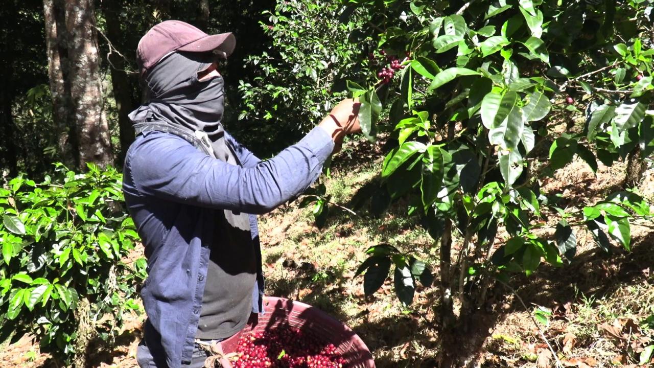 Trabajador en cafetales, en Gurutungo - Renacimiento, colectando bebida de café. 