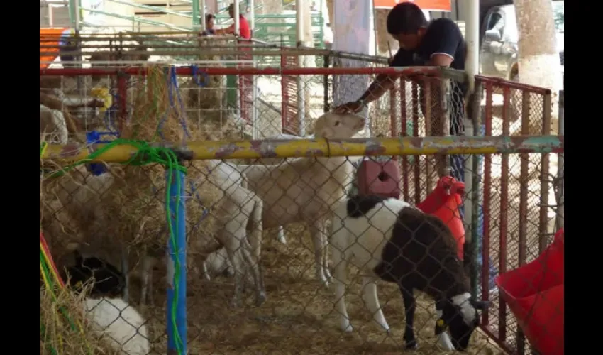 Están muy en sintonía con el lenguaje corporal humano. 