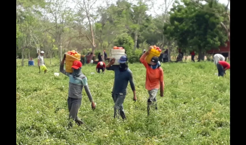 Productores aseguraron que la falta de agua disminuyó la cosecha a la mitad.