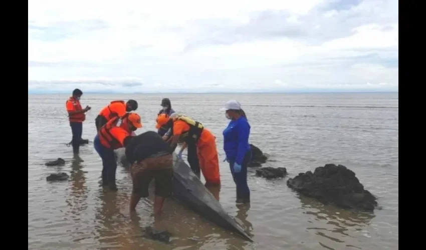  A pesar de los esfuerzos, el animal no sobrevivió. Foto: Thays Domínguez. 