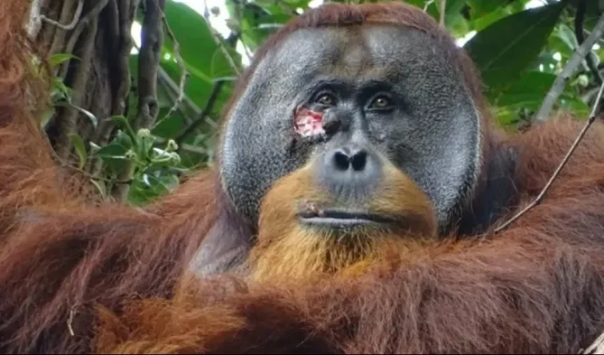 Fotografía del macho de orangután Rakus con una herida bajo el ojo. EFE/ Armas / Suaq Project