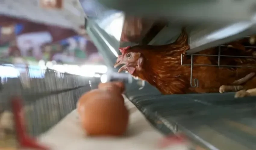 Una gallina expuesta en un salón de agricultura. EFE/María Traspaderne/Archivo